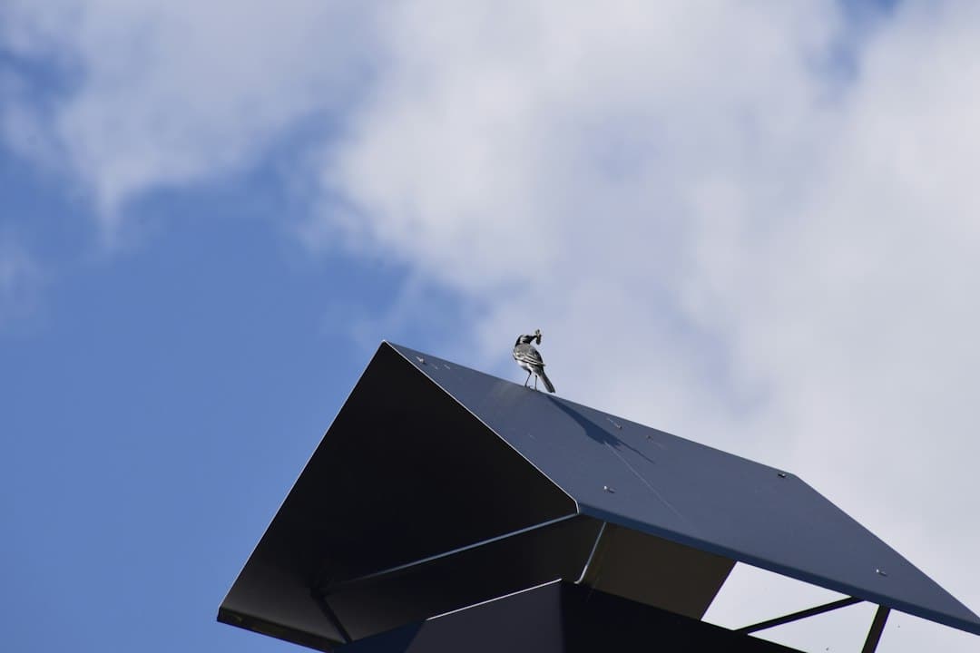 a small bird sitting on top of a roof